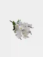 Белый искуственные цветы "Сакура", розовый, голубой, жёлтый, белый букет