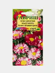 Астра "Мацумото" белая с розовым краем, семена, цветы