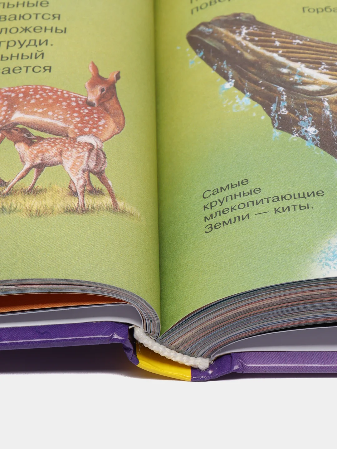 Секретная книга с волшебным фонариком Зооленд, 22 стр