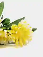 Желтый хризантемы, пластиковый букет