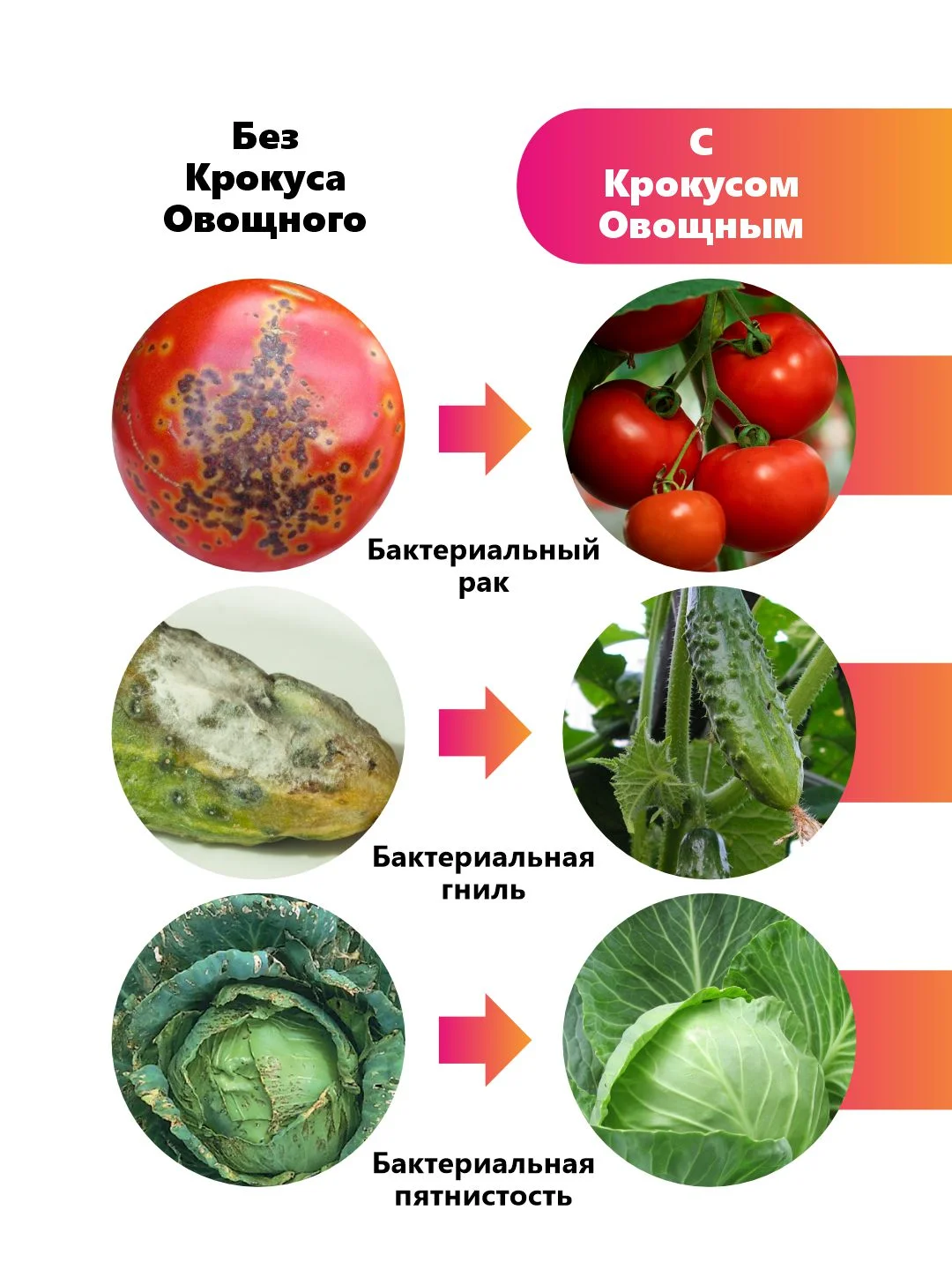 Крокус Овощной, комплексная защита и стимулятор роста
