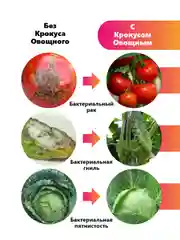 Крокус Овощной, комплексная защита и стимулятор роста