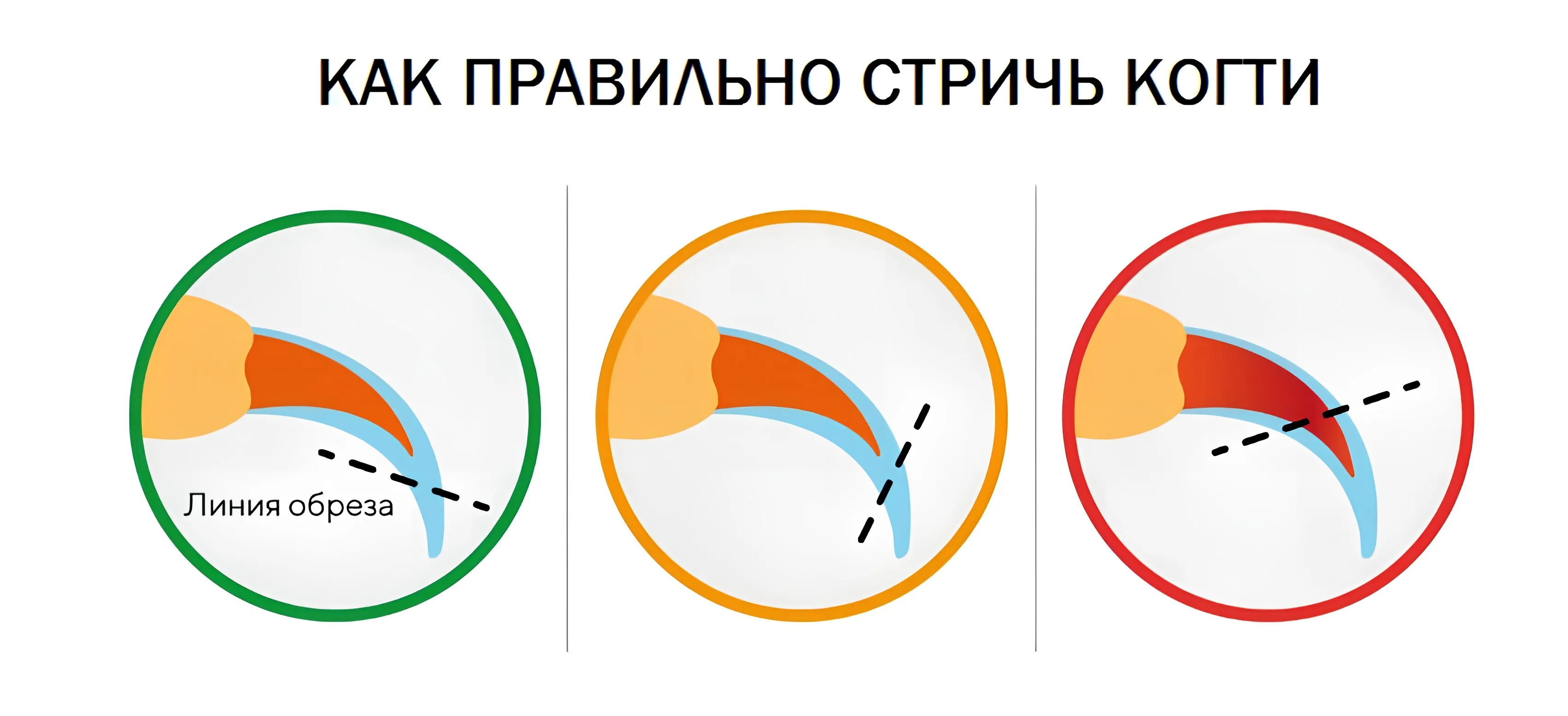 Когда можно стричь ногти в августе 2024