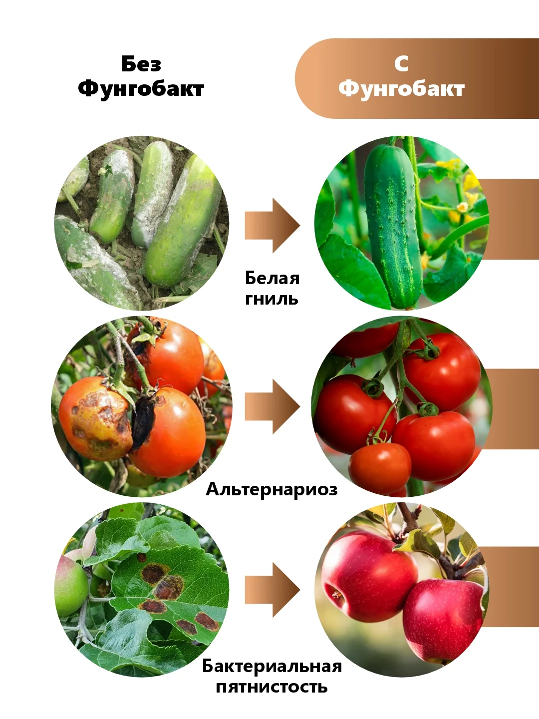 Фунгобакт, йодсодержащий препарат от болезней растений