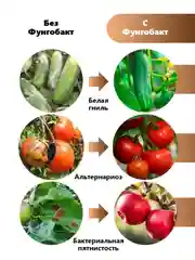 Фунгобакт, йодсодержащий препарат от болезней растений