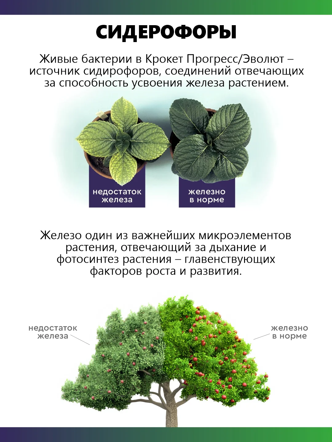 Крокет Прогресс, удобрение для начальных этапов развития растения и рассады