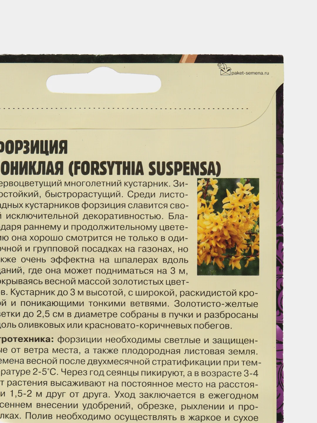 Форзиция пониклая (семена,цветы)