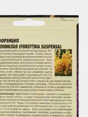 Форзиция пониклая (семена,цветы)