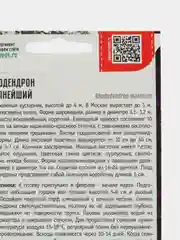 Рододендрон Крупнейший (семена)