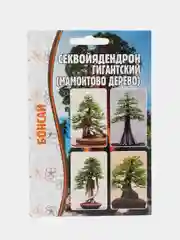 Секвойядендрон гигантский (Мамонтово дерево) семена