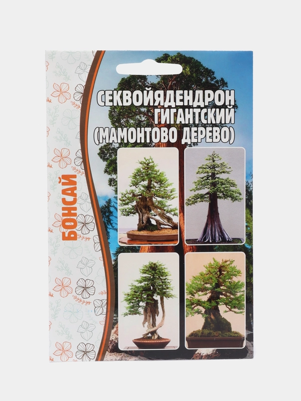 Секвойядендрон гигантский (Мамонтово дерево) семена