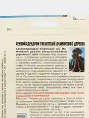 Секвойядендрон гигантский (Мамонтово дерево) семена
