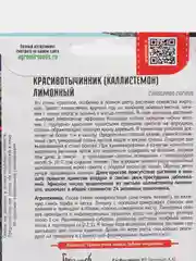 Красивотычинник (каллистемон) Лимонный (семена)