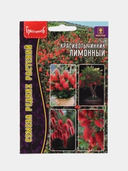 Красивотычинник (каллистемон) Лимонный (семена)