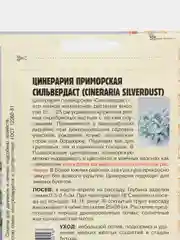 Цинерария приморская (Якобея) Silverdust (семена, цветы)