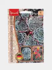 Эхеверия Peacockii (семена)