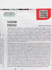 Эхеверия Peacockii (семена)