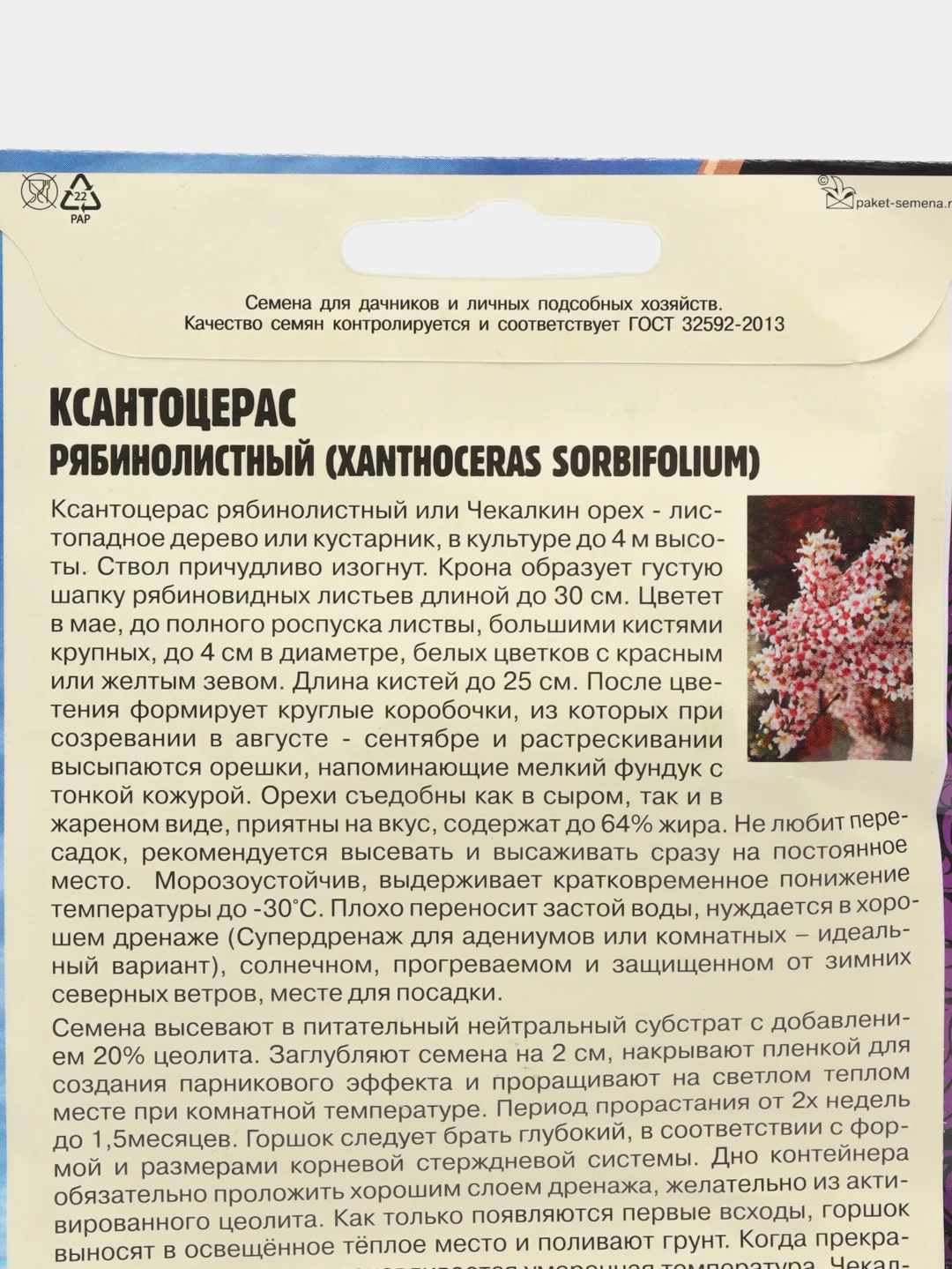 Ксантоцерас рябинолистный Чекалкин орех (семена)