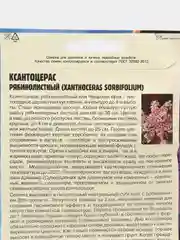 Ксантоцерас рябинолистный Чекалкин орех (семена)
