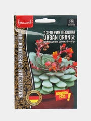 Эхеверия пекокка Urban Orange (семена)