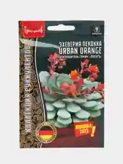 Эхеверия пекокка Urban Orange (семена)