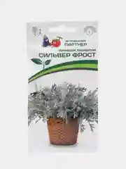 Цинерария Сильвер фрост партнер (семена,цветы)