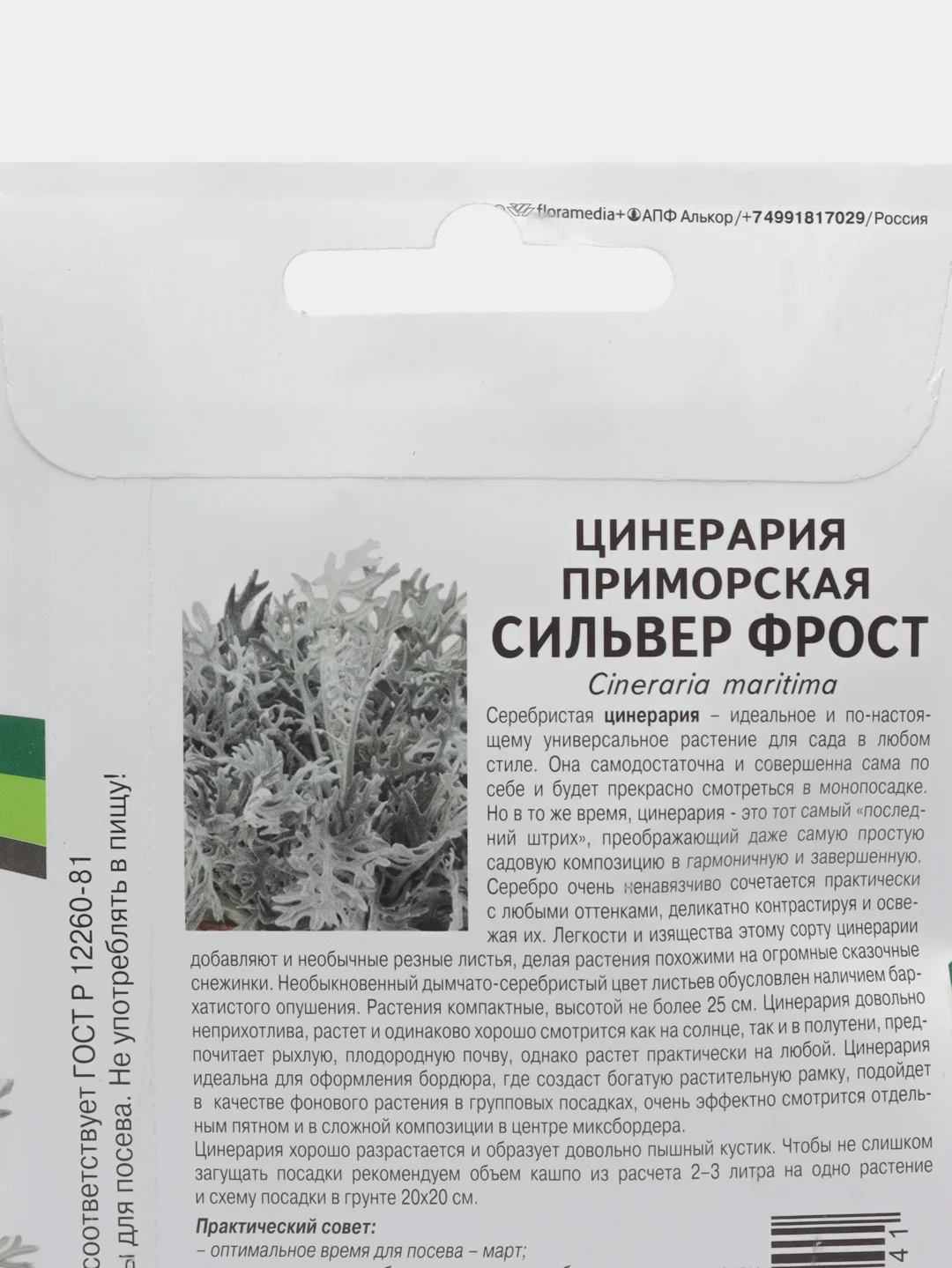 Цинерария Сильвер фрост партнер (семена,цветы)