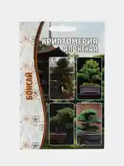 Криптомерия Японская (семена)
