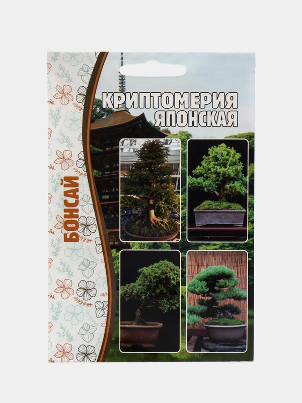 Криптомерия Японская (семена)