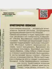 Криптомерия Японская (семена)