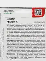 Каланхоэ Метельчатое (семена,цветы)
