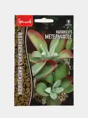 Каланхоэ Метельчатое (семена,цветы)