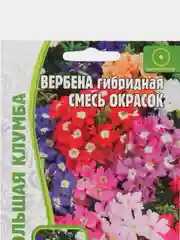 Вербена гибридная Смесь Окрасок (семена,цветы)