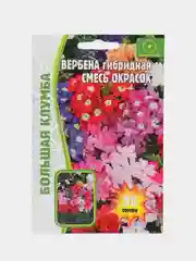 Вербена гибридная Смесь Окрасок (семена,цветы)