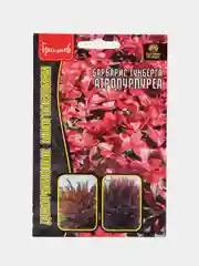 Барбарис Тунберга Атропурпуреа (семена,цветы)