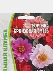 Георгина Бронзовая смесь (семена,цветы)