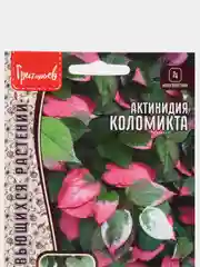 Актинидия Коломикта (семена,цветы)