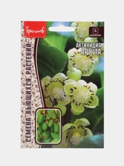 Актинидия Аргута (семена,цветы)