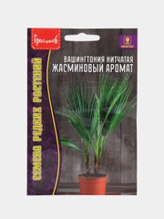 Вашингтония нитчатая Жасминовый Аромат (семена,цветы)