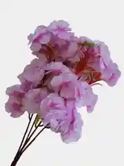Сиреневый искуственные цветы "Сакура", розовая, белая, желтая