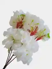 Искуственные цветы "Сакура", розовая, белая, желтая