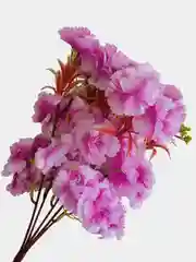 Искуственные цветы "Сакура", розовая, белая, желтая