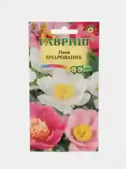 Пион средний Очарование (семена,цветы)