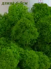 Зеленый мох стабилизированный для декора,кашпо