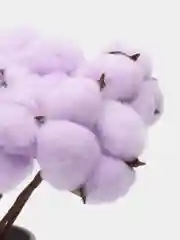 Розовый хлопок НАТУРАЛЬНЫЙ ,СУХОЦВЕТЫ ,10 ШТУК