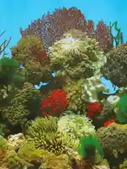 Фон для аквариумов EBI "Stone & Coral", 120х50см