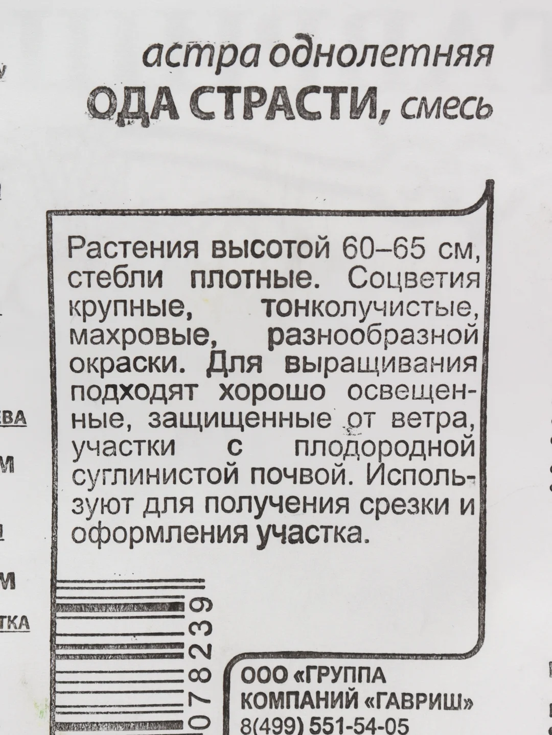 Аметистовый астра, семена