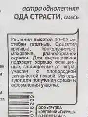 Аметистовый астра, семена