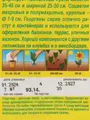 Георгина Фигаро махровая желтая (семена,цветы)