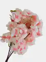 Пудровый искуственные цветы "Сакура", розовая, белая, желтая